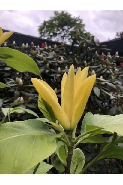 Магнолія гібридна Дафні